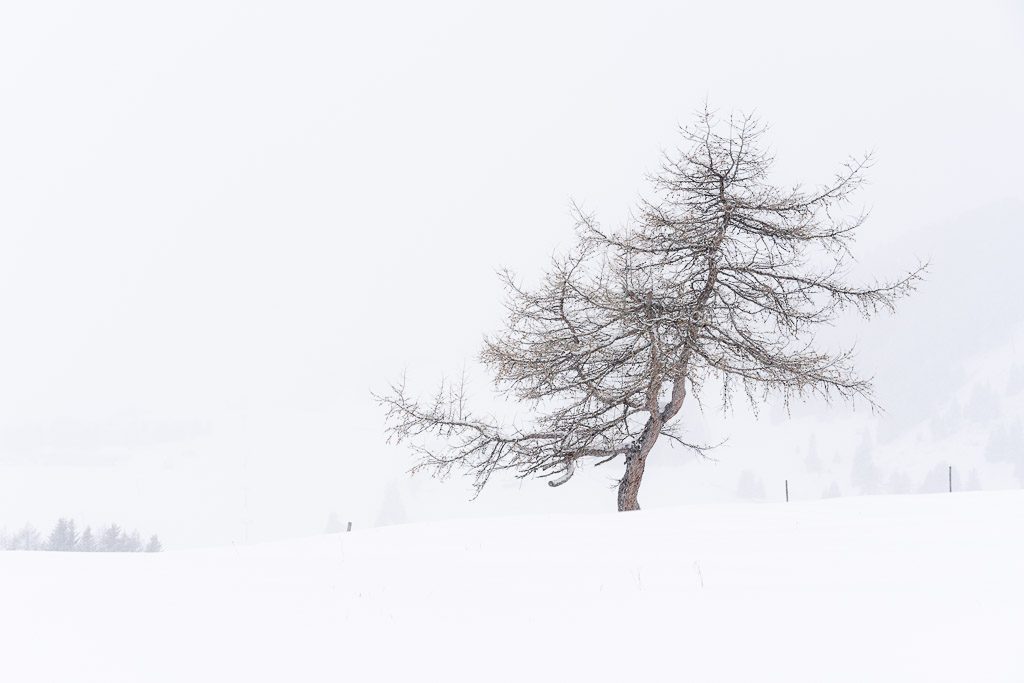 tree - fog - shape - snow - winter - Dolomites - Siser Alm - CreArtPhoto - landscape photography - romanian photographer - creartphoto
